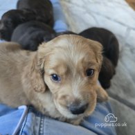 Cocker Spaniel (Working & Show) - Both