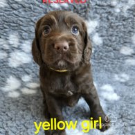 Cocker Spaniel (Working & Show) - Both