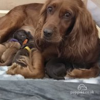 Cocker Spaniel (Working & Show) - Both