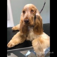 Cocker Spaniel (Working & Show) - Both