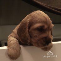 Cocker Spaniel (Working & Show) - Both