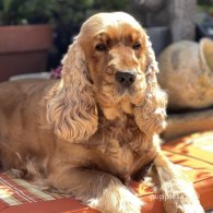 Cocker Spaniel (Working & Show) - Both