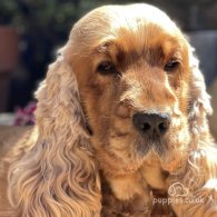 Cocker Spaniel (Working & Show) - Both