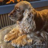 Cocker Spaniel (Working & Show) - Both