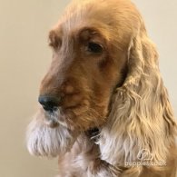 Cocker Spaniel (Working & Show) - Both