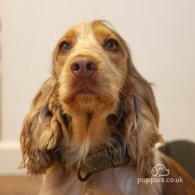 Cocker Spaniel (Working & Show) - Both