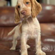 Cocker Spaniel (Working & Show) - Both