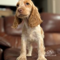 Cocker Spaniel (Working & Show) - Both