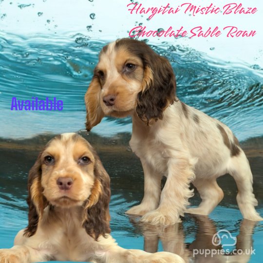 Cocker Spaniel (Working & Show) - Both