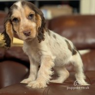 Cocker Spaniel (Working & Show) - Both