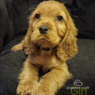 Cocker Spaniel (Working & Show) - Both