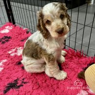 Cocker Spaniel (Working & Show) - Dogs