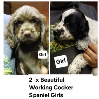 Cocker Spaniel (Working & Show) - Dogs