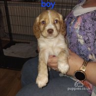 Cocker Spaniel (Working & Show) - Both