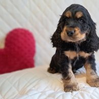 Cocker Spaniel (Working & Show) - Both