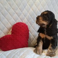 Cocker Spaniel (Working & Show) - Both