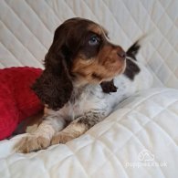 Cocker Spaniel (Working & Show) - Both