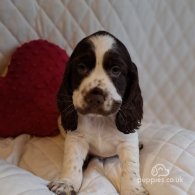 Cocker Spaniel (Working & Show) - Both