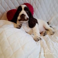 Cocker Spaniel (Working & Show) - Both