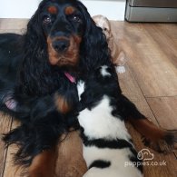 Cocker Spaniel (Working & Show) - Both