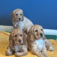 Cocker Spaniel (Working & Show) - Both