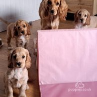 Cocker Spaniel (Working & Show) - Both