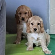 Cocker Spaniel (Working & Show) - Both