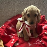 Cocker Spaniel (Working & Show) - Both