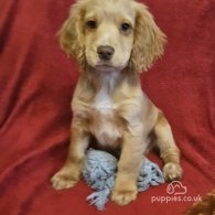 Cocker Spaniel (Working & Show) - Dogs