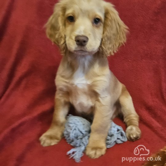 Cocker Spaniel (Working & Show) - Both