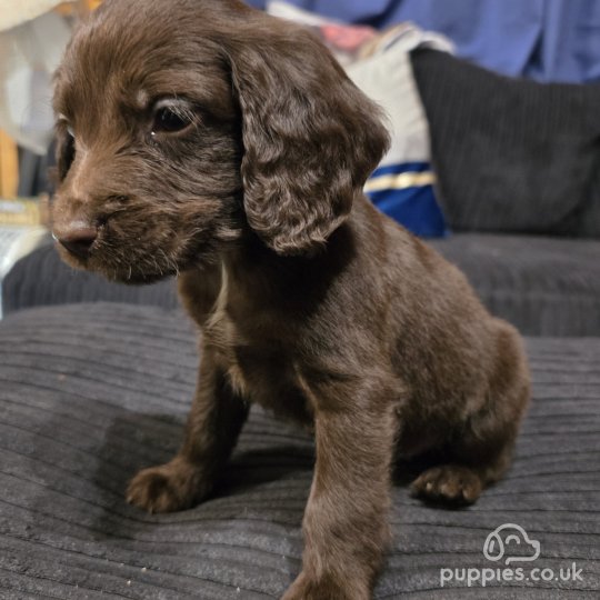 Cocker Spaniel (Working & Show) - Dogs