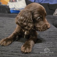 Cocker Spaniel (Working & Show) - Dogs