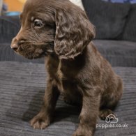 Cocker Spaniel (Working & Show) - Dogs