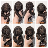 Cocker Spaniel (Working & Show) - Both