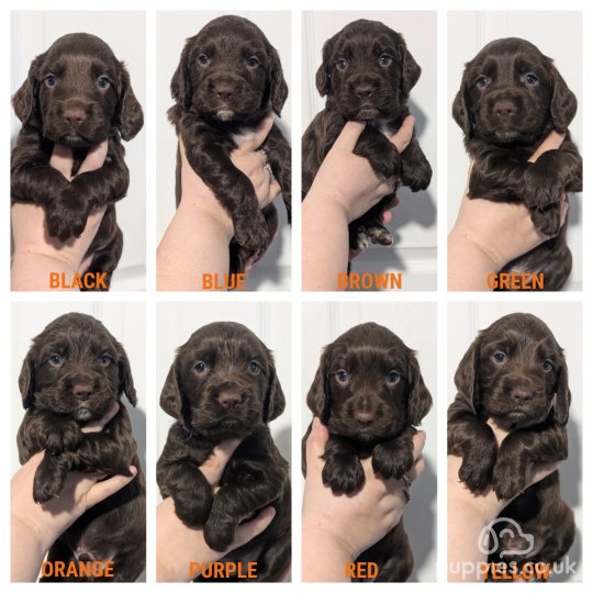 Cocker Spaniel (Working & Show) - Both