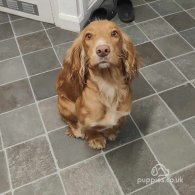 Cocker Spaniel (Working & Show) - Both