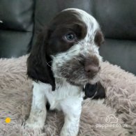 Cocker Spaniel (Working & Show) - Both