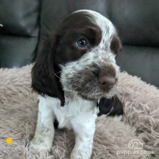 Cocker Spaniel (Working & Show) - Both