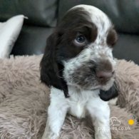 Cocker Spaniel (Working & Show) - Both