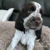 Cocker Spaniel (Working & Show) - Both