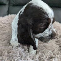 Cocker Spaniel (Working & Show) - Both