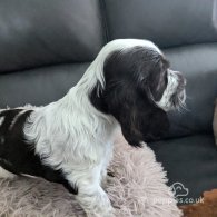 Cocker Spaniel (Working & Show) - Both