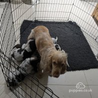 Cocker Spaniel (Working & Show) - Both