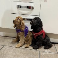 Cocker Spaniel (Working & Show) - Both