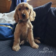 Cocker Spaniel (Working & Show) - Both