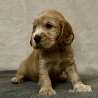 Cocker Spaniel (Working & Show) - Both