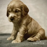 Cocker Spaniel (Working & Show) - Both