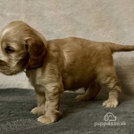 Cocker Spaniel (Working & Show) - Both