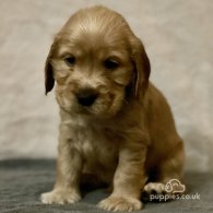 Cocker Spaniel (Working & Show) - Both