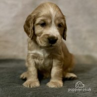 Cocker Spaniel (Working & Show) - Both